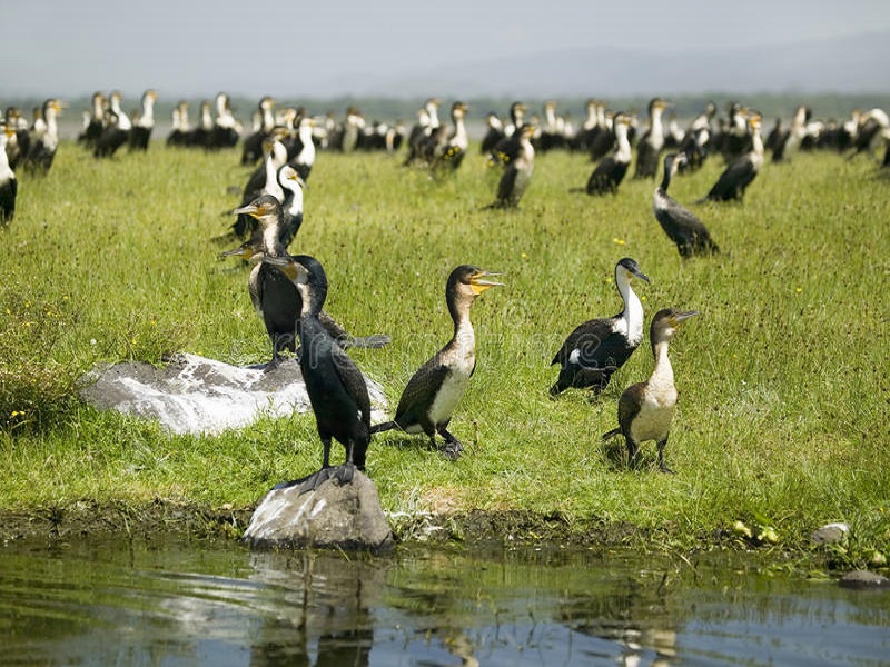 cormorant-lake-naivasha-great-rift-valley-kenya-africa-52319195